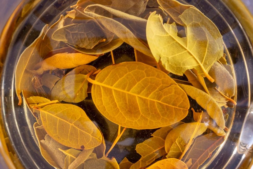 ¿Para qué sirve el té de boldo?