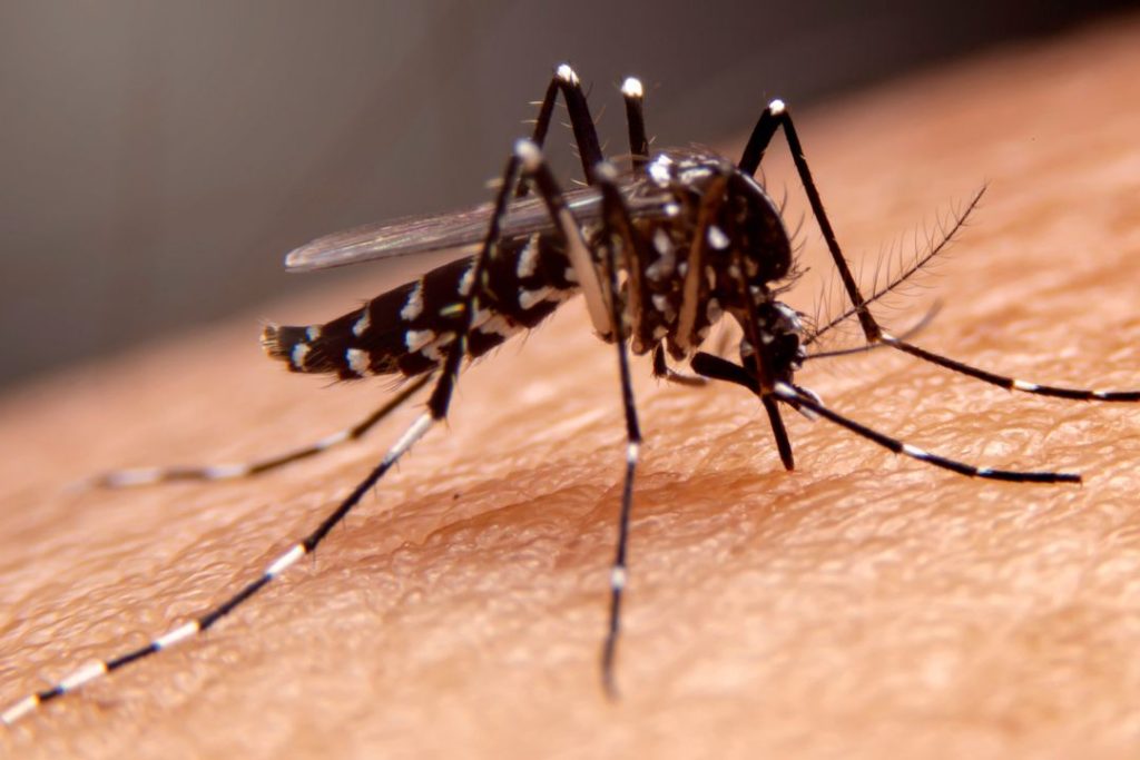 Cuáles son los síntomas del dengue